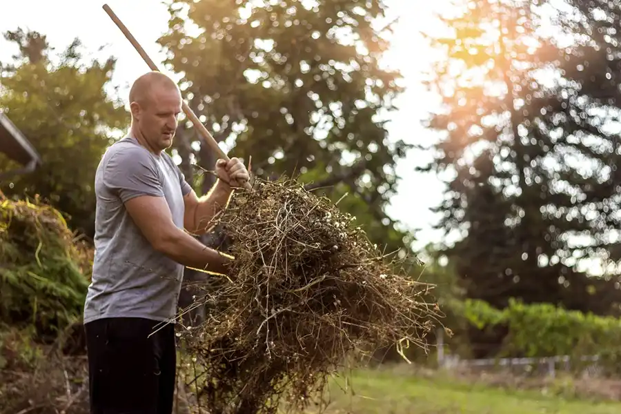 Yard Cleaning