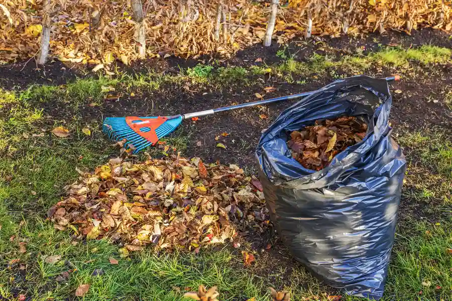 Professional Yard Cleaning St Paul, MN