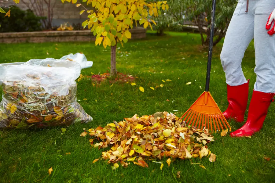 Top-rated Yard Cleaning St Paul, MN