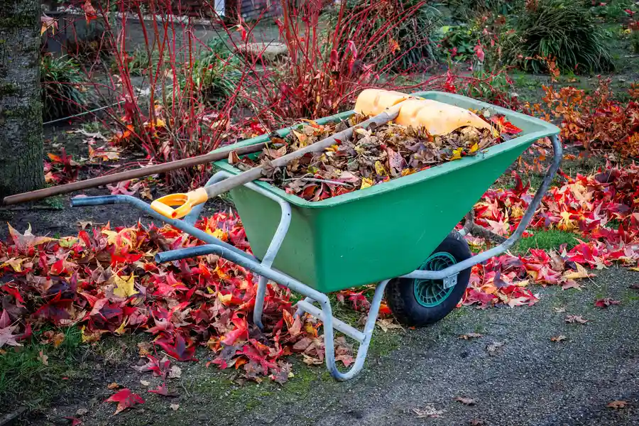 Why Regular Yard Cleaning Prevents Pest Infestation St Paul, MN